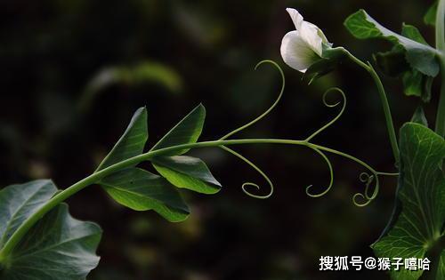 5ba46e75fa884b818edcb2d6f2c502e5.jpeg